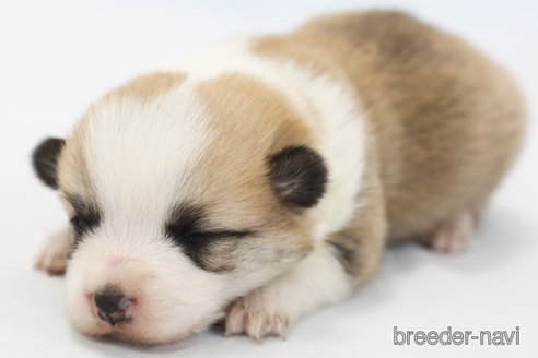 成約済の神奈川県のウェルシュコーギーペンブローク-364203の1枚目